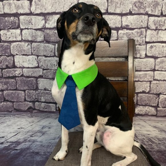 🎉🎉Host Pick🎉🎉 Dog Ties For Sale! - Picture 5 of 9